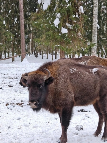 ЭКСКУРСИЯ В КЛЯЗЬМИНСКО-ЛУХСКИЙ ЗАКАЗНИК